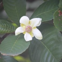 Dilleniaceae